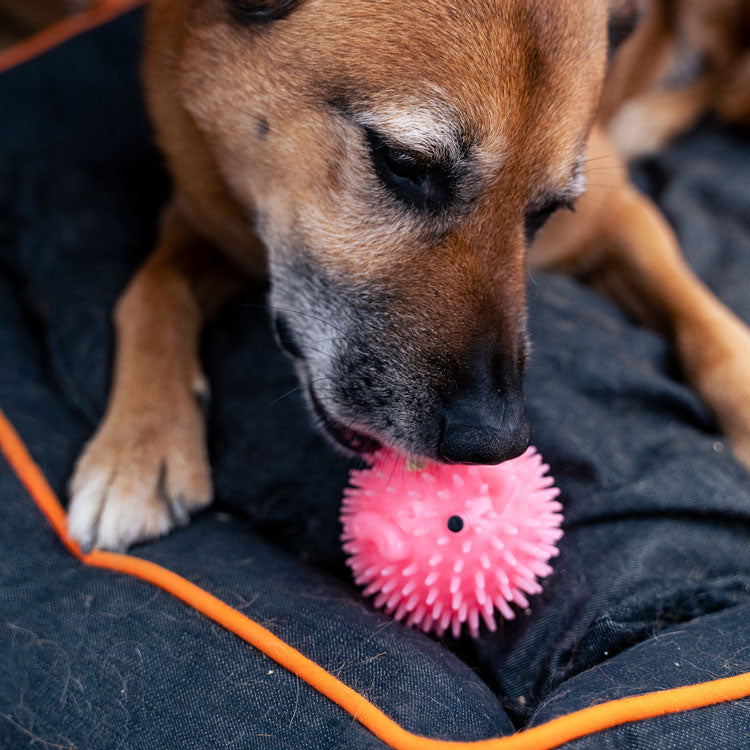Kikkerland Home Piggy Dog Ball Hundespielzeug Bacon