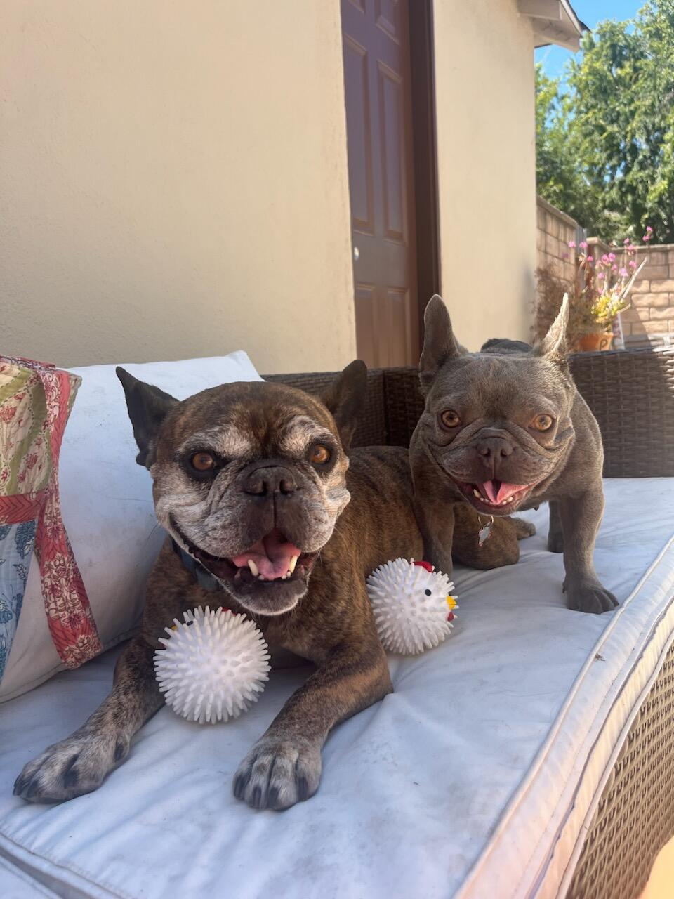 KIKKERLAND Home Kobe Chicken Hundespielzeug Ball Quietsch