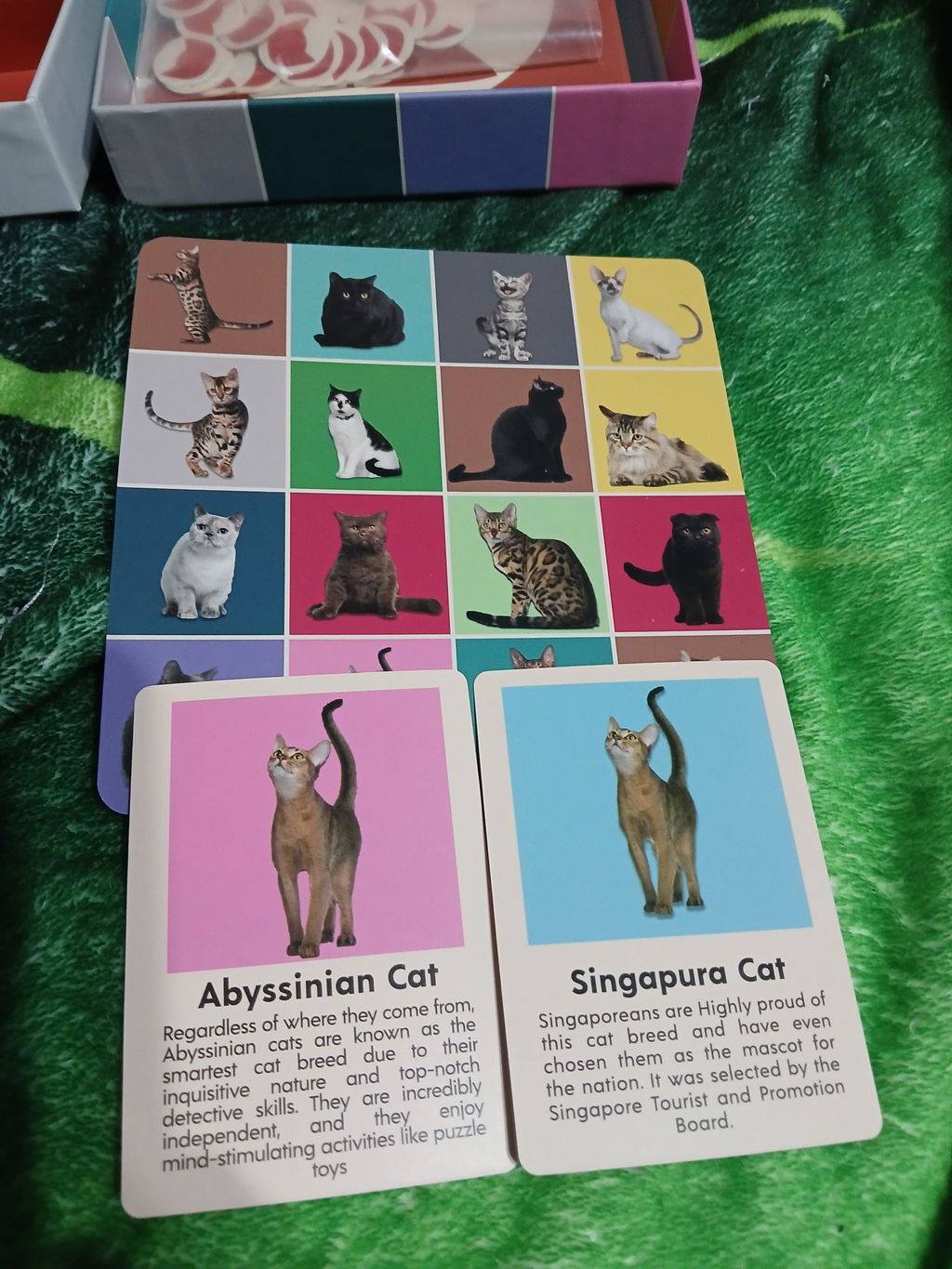 Kikkerland Play Cat Bingo Katzen Bingo Lernspiel 54 Rassen