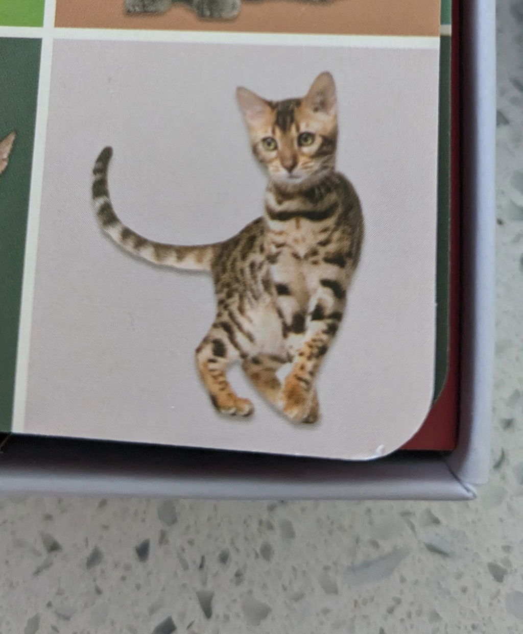 Kikkerland Play Cat Bingo Katzen Bingo Lernspiel 54 Rassen