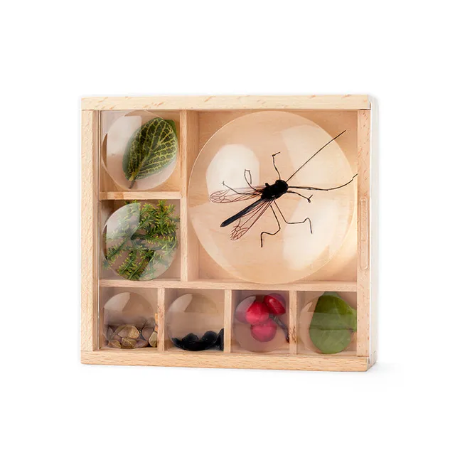 Kikkerland Huckleberry My Little Museum Sammelbox 7 Fächer