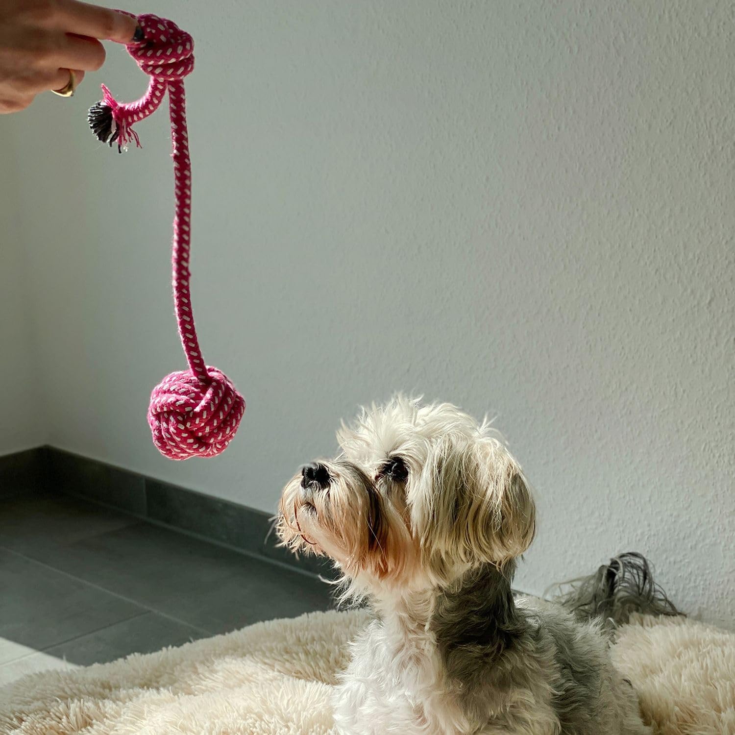Intirilife Hundespielzeug 10er Set Kauspielzeug Baumwolle Zahnpflege