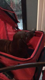 vidaXL Hundewagen Hundebuggy Buggy Rot faltbar