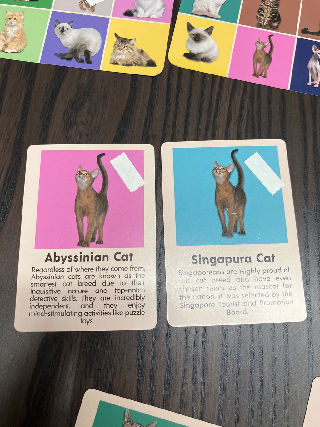 Kikkerland Play Cat Bingo Katzen Bingo Lernspiel 54 Rassen