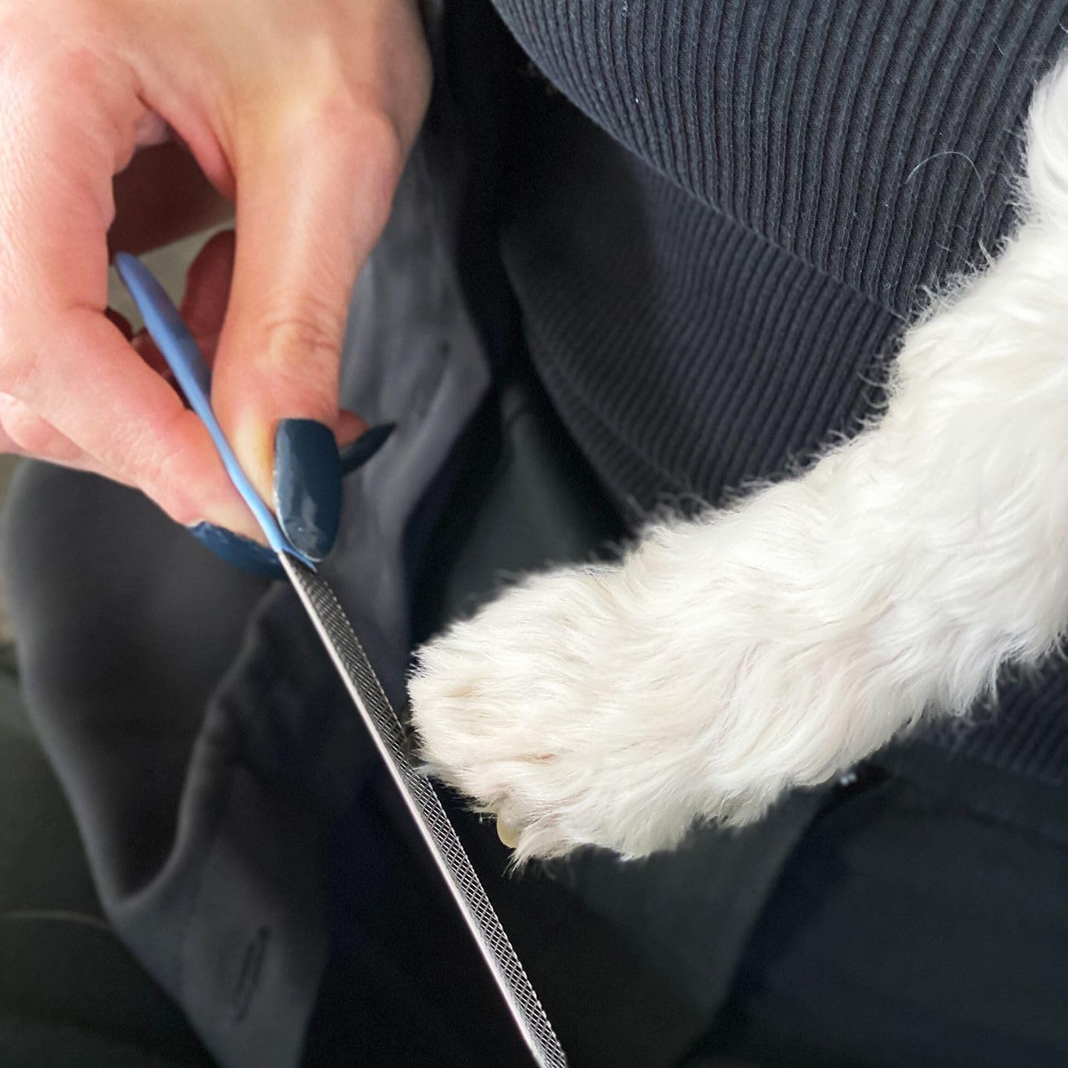 Intirilife Krallenschere Hund blau mit Nagelfeile Edelstahl
