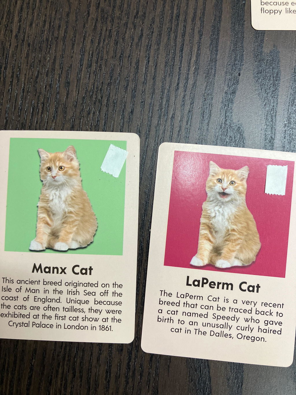 Kikkerland Play Cat Bingo Katzen Bingo Lernspiel 54 Rassen