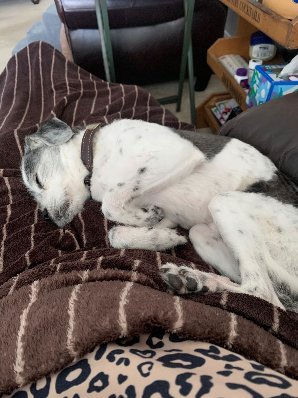 Kikkerland Crafters Kobe Hundekekse Backset Dose 18 Stück Silikon