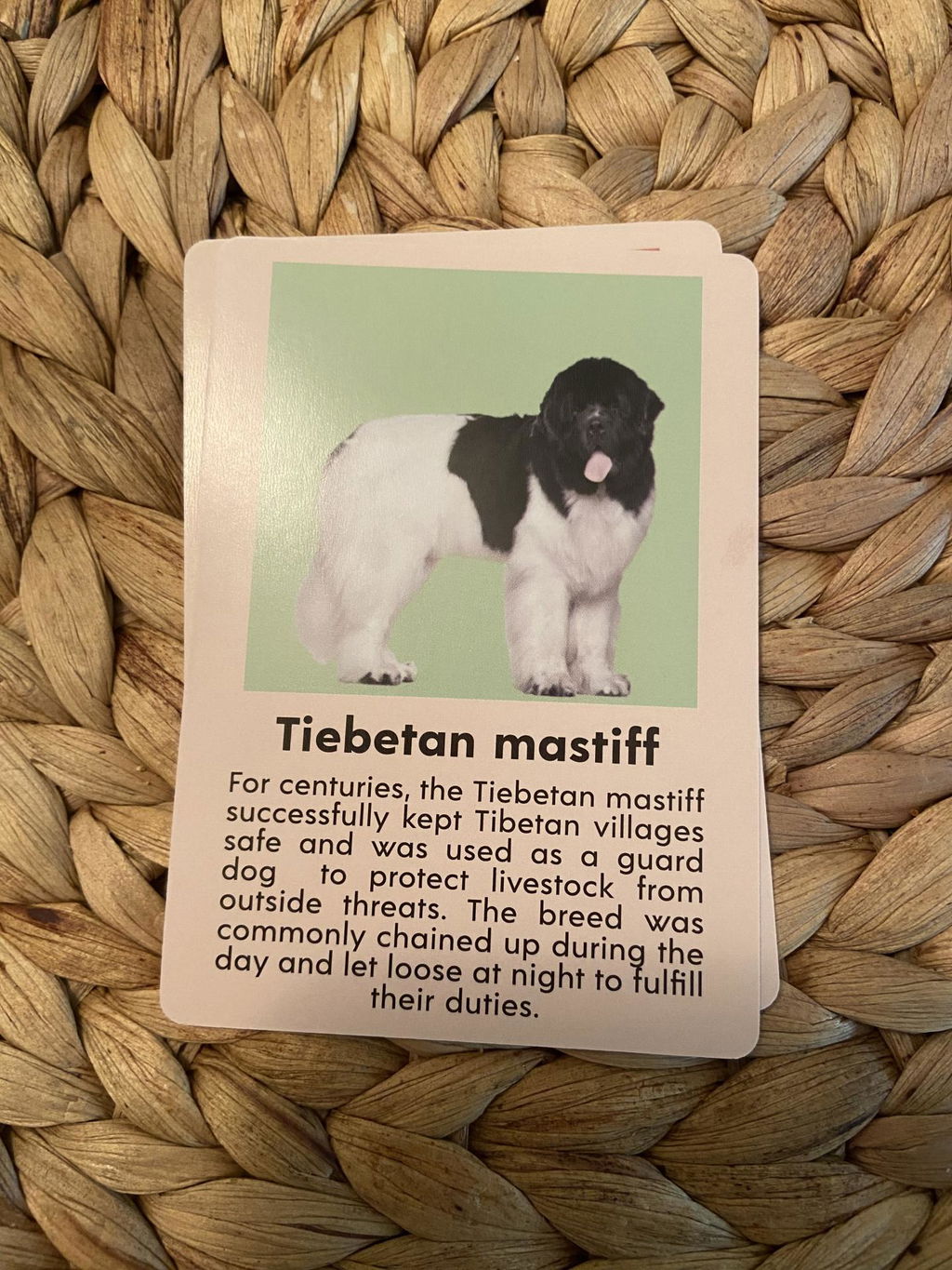 Kikkerland Play Dog Bingo Gesellschaftsspiel 54 Rassen