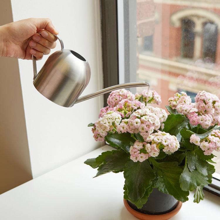 Kikkerland Tools Stainless Steel Watering Can Gießkanne 240 ml