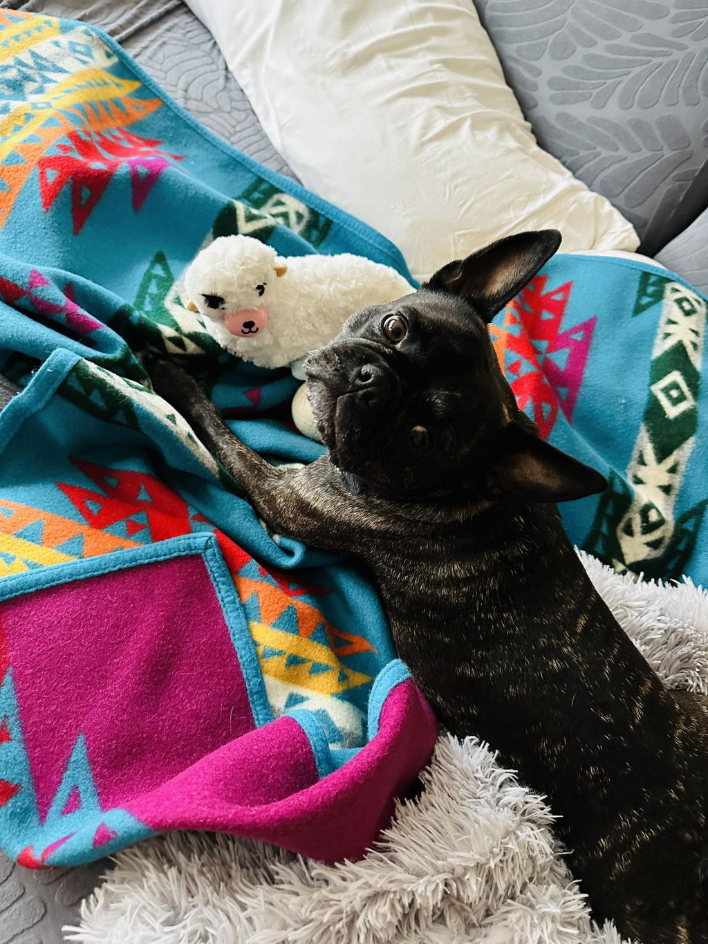 Kikkerland Home Kobe Seal Hundespielzeug Robbe mit Quietscher