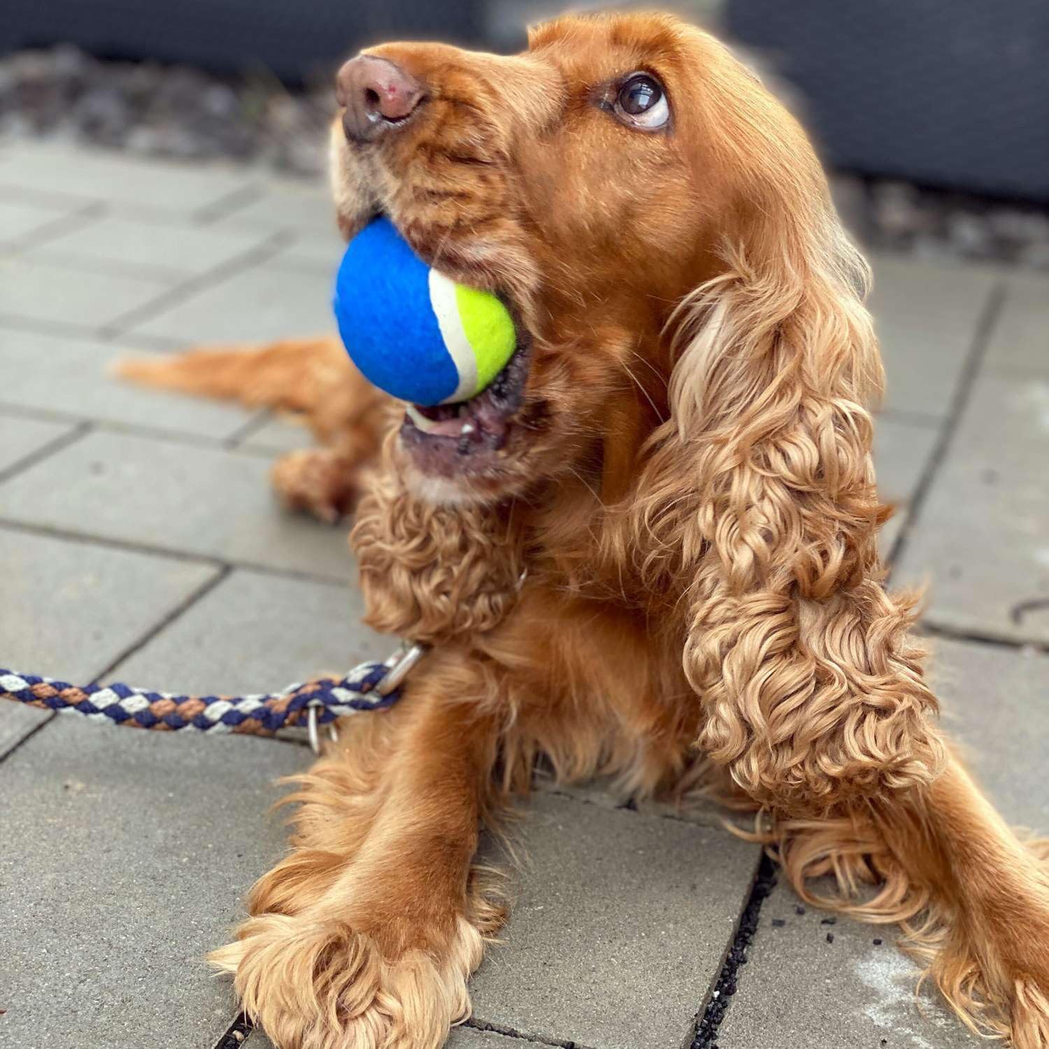 Intirilife Ballschleuder Hund Blau 64 cm mit Tennisball