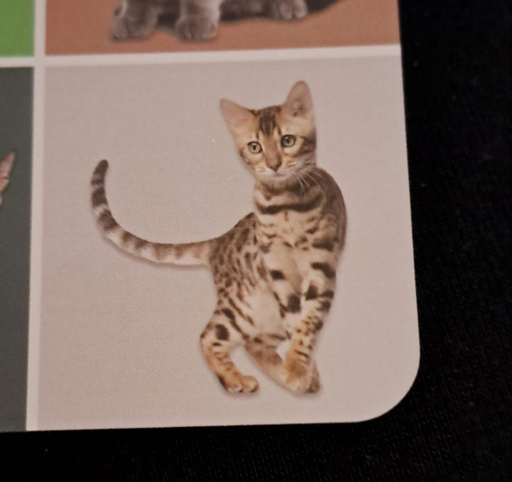 Kikkerland Play Cat Bingo Katzen Bingo Lernspiel 54 Rassen