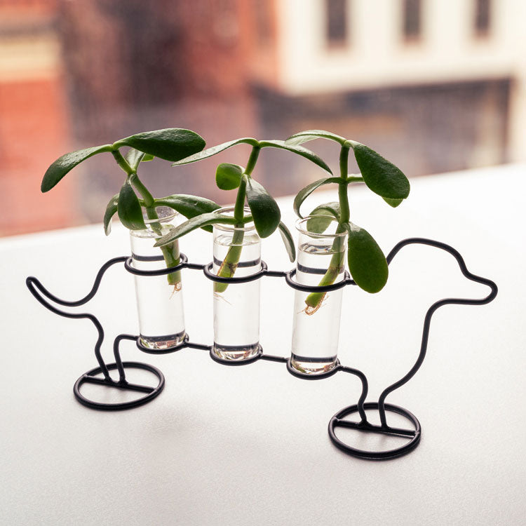 Kikkerland Doggy Triple Tube Vase Dackel Glas für Stecklinge