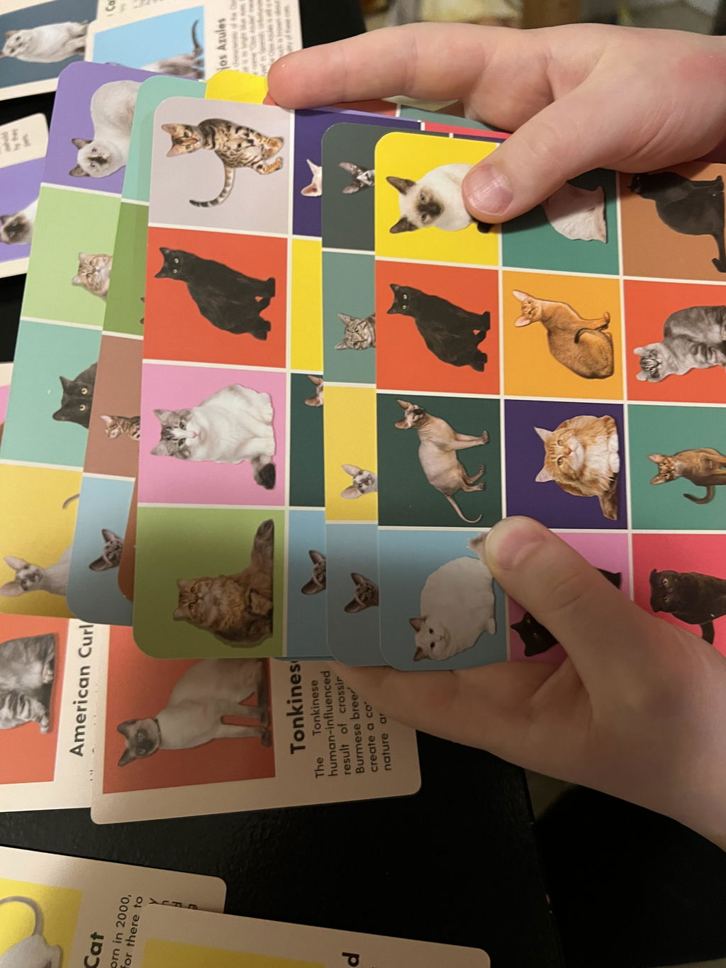 Kikkerland Play Cat Bingo Katzen Bingo Lernspiel 54 Rassen
