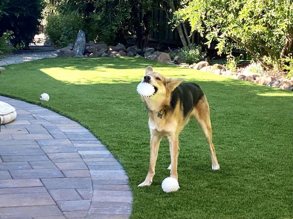 Kikkerland Home Kobe Cow Hundespielzeug Ball Rind