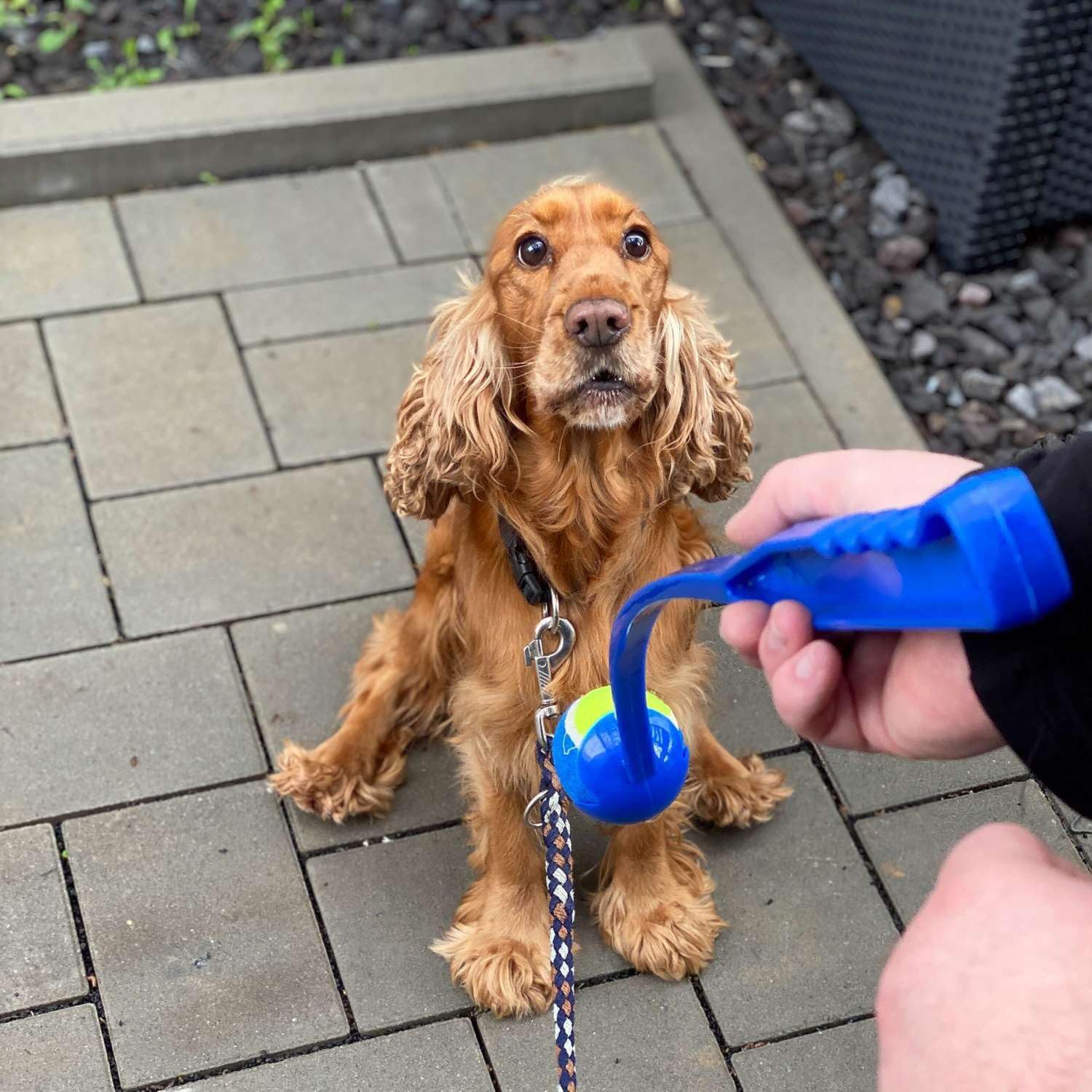 Intirilife Ballschleuder Hund Blau 64 cm mit Tennisball