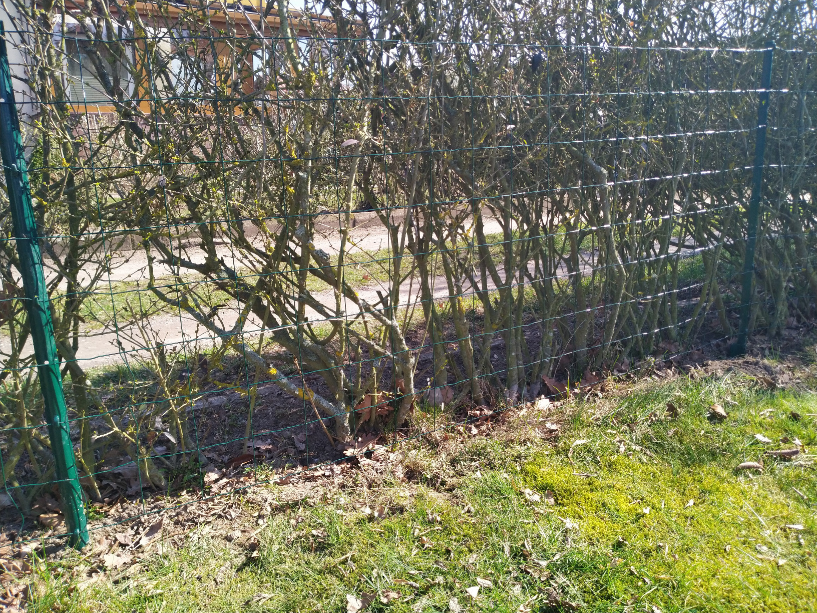 vidaXL Heim & Garten Metallzaun 20x0,8 m Grün