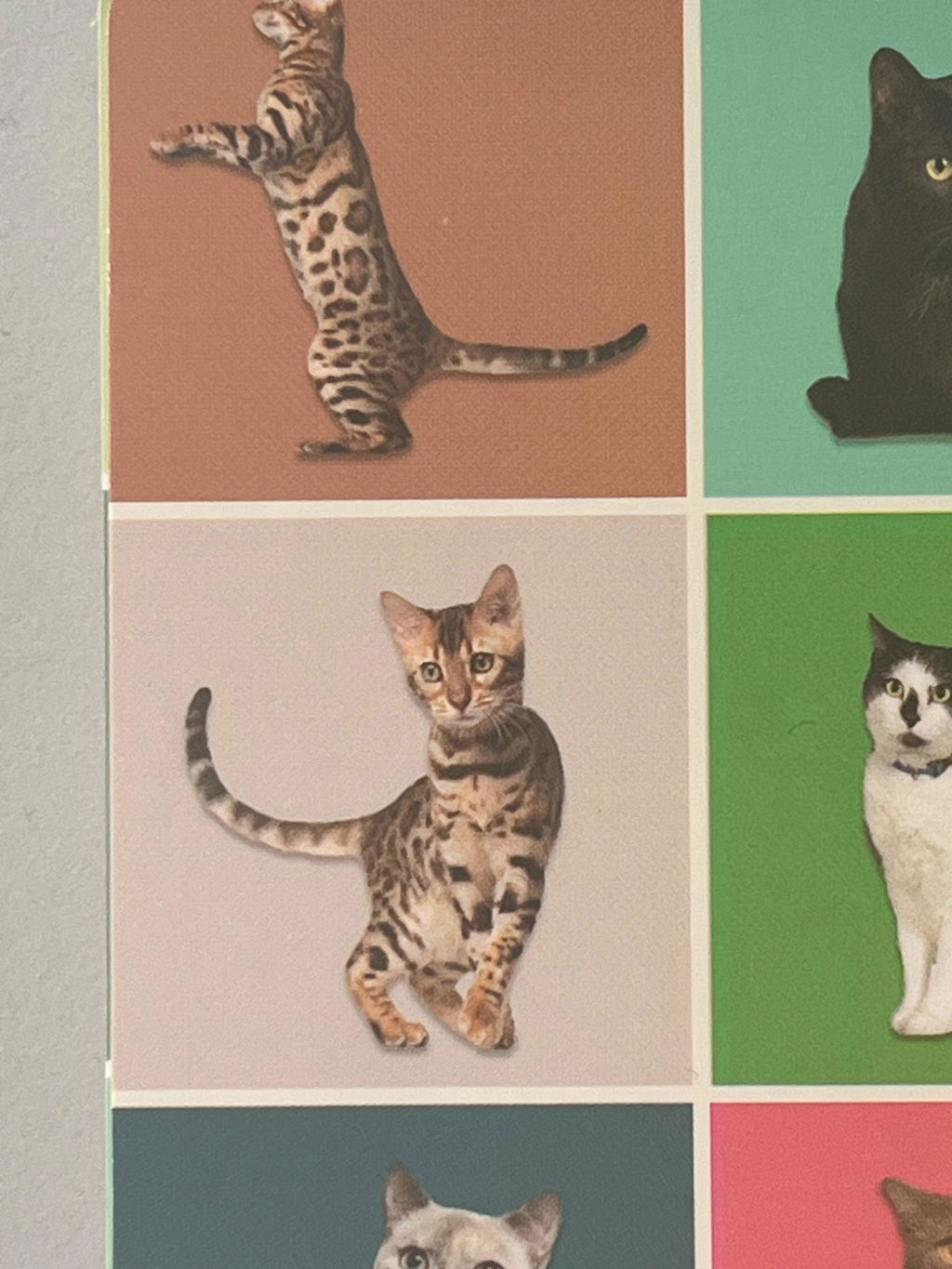 Kikkerland Play Cat Bingo Katzen Bingo Lernspiel 54 Rassen