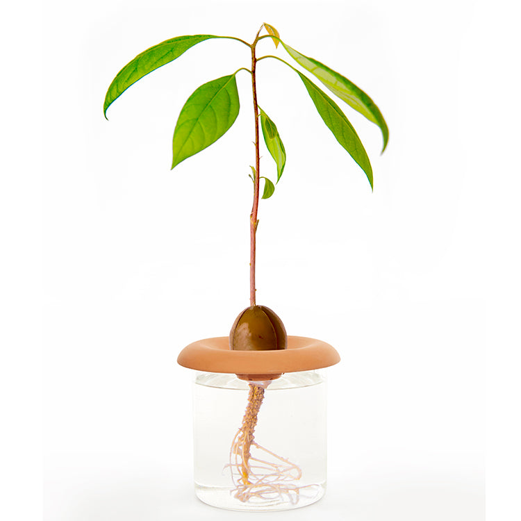 Kikkerland Tools Terracotta Seed Sprouters Anzuchtset 3-tlg