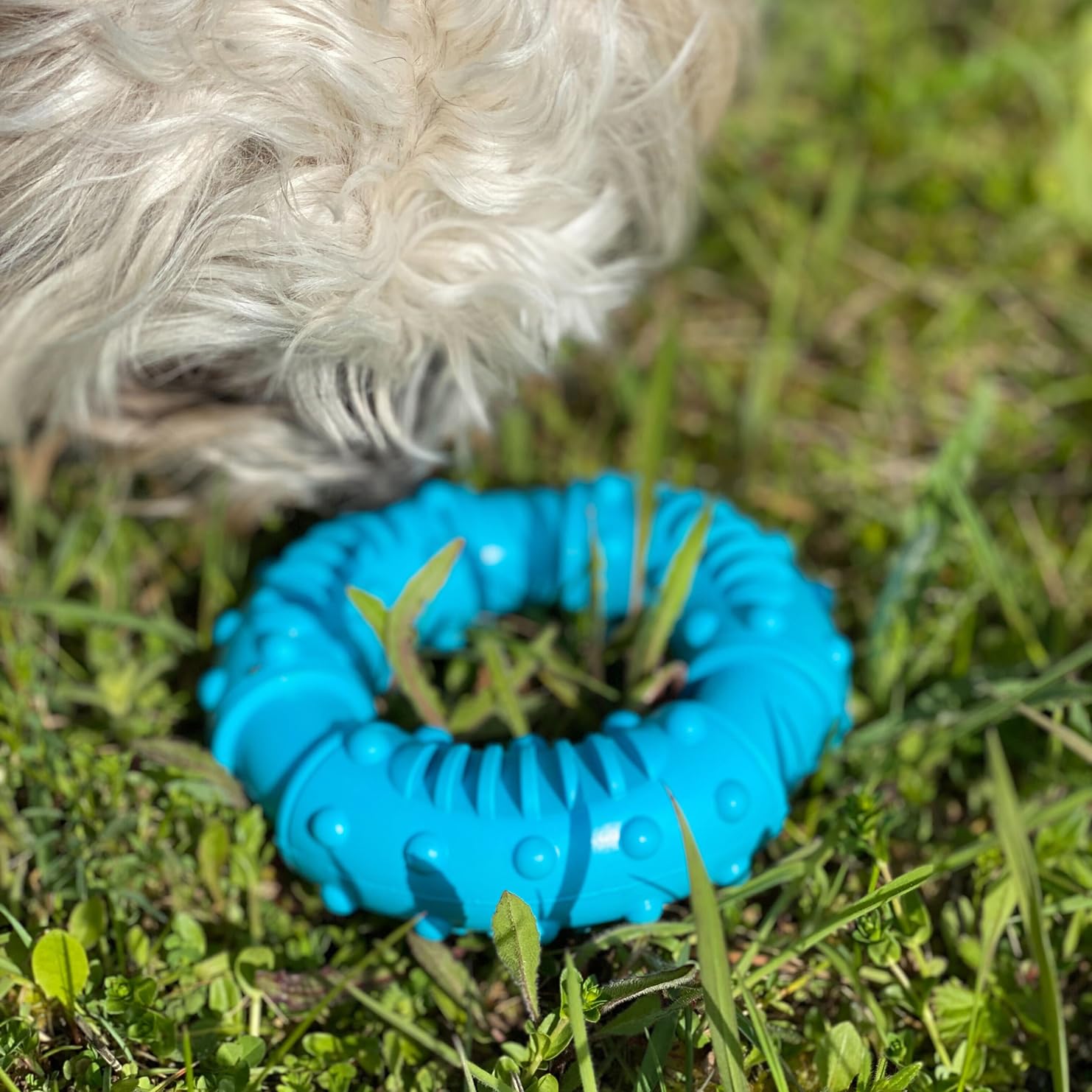 Intirilife Kauring Hundespielzeug Gummi Blau 12,5 cm bissfest